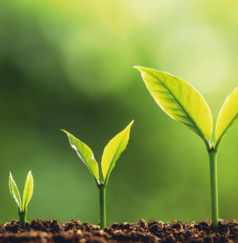 Green deal: a pilot plant for turning biomass into clean hydrogen